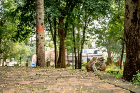 Betla National Park, Latehar