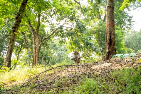 Betla National Park, Latehar