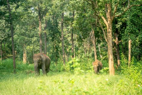 Betla National Park, Latehar