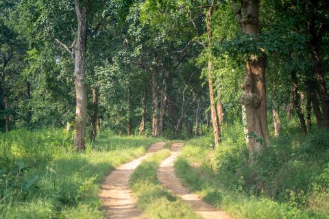 Betla National Park, Latehar