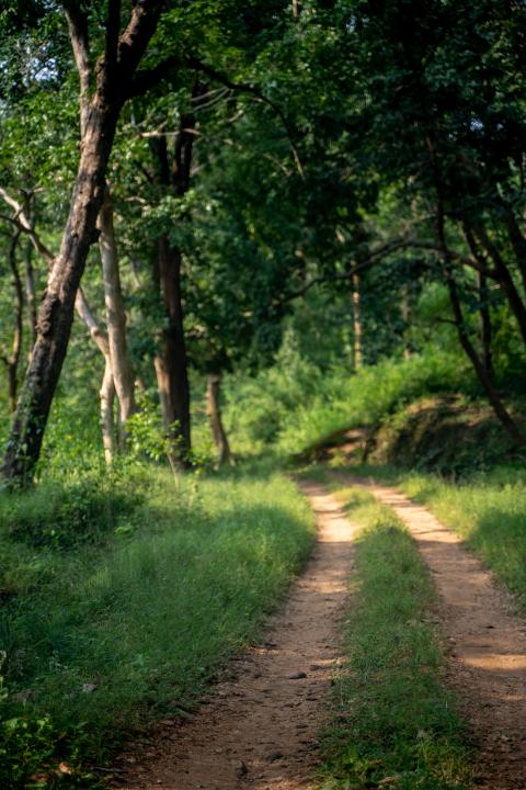 Betla National Park, Latehar