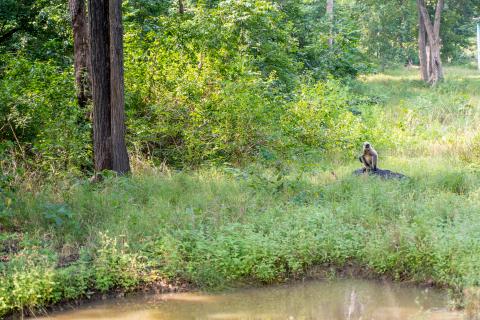 Betla National Park, Latehar