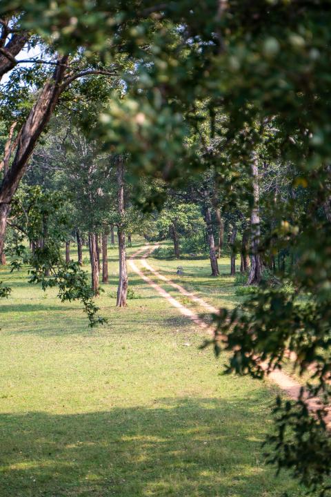 Betla National Park, Latehar