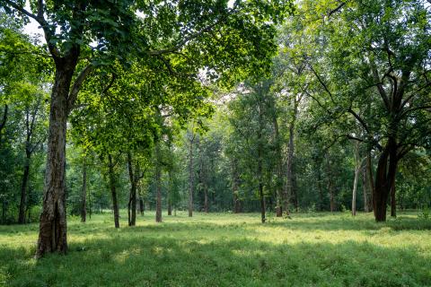 Betla National Park, Latehar