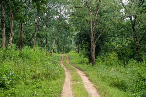 Betla National Park, Latehar