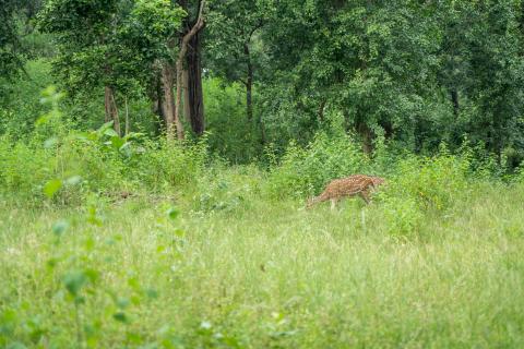 Betla National Park, Latehar