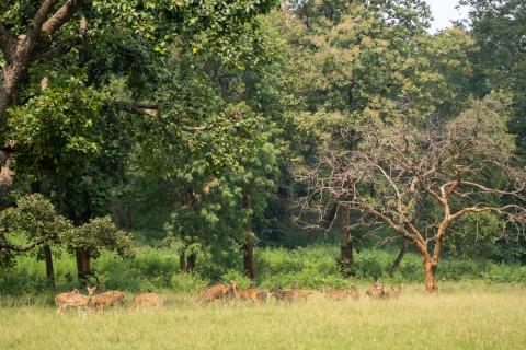 Betla National Park, Latehar