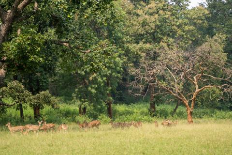 Betla National Park, Latehar