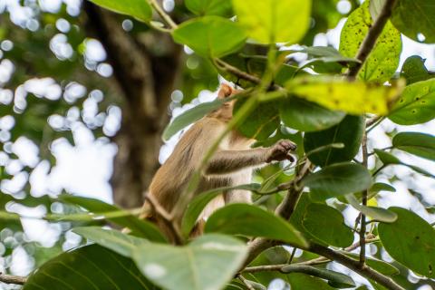 Betla National Park, Latehar