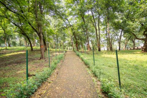 Betla National Park, Latehar