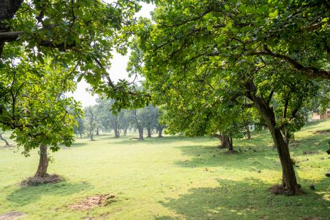 Betla National Park, Latehar