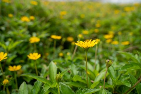 Beautiful yellow flowers