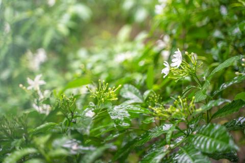 Green leaves in the wild