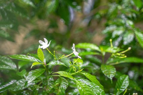 Green leaves in the wild