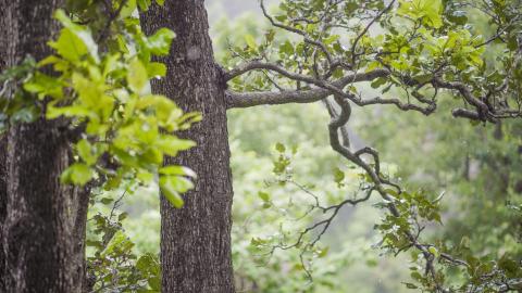 Green leaves in the wild