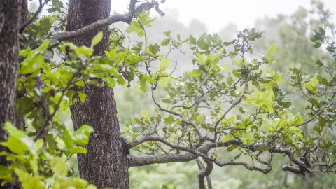 Green leaves in the wild