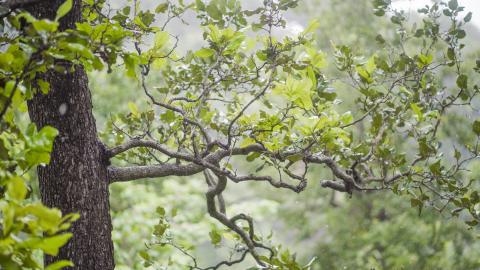 Green leaves in the wild