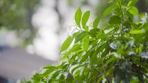 Green leaves in the wild