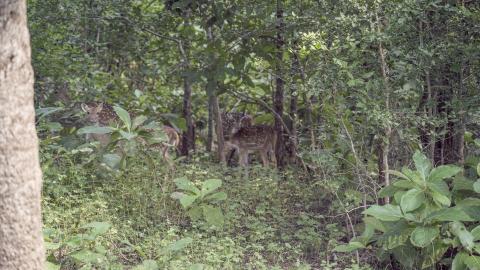 Group of deer in the wild