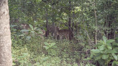 Group of deer in the wild