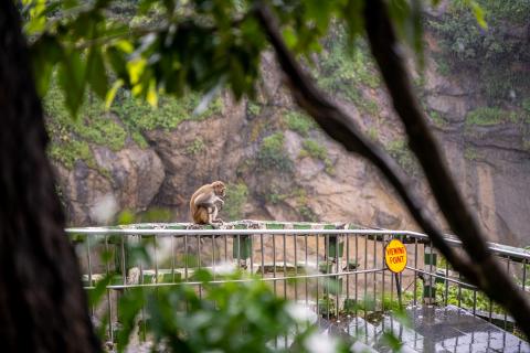 Monkey siting in the rain