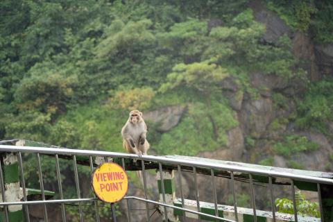 Monkey siting in the rain