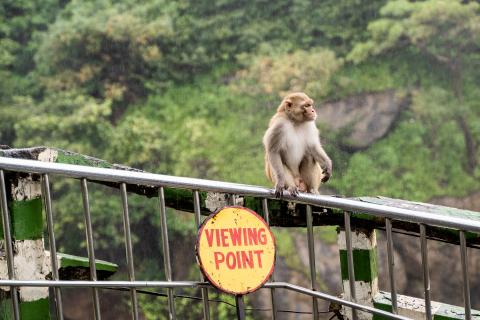 Monkey siting in the rain