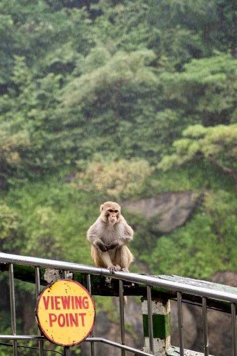 Monkey siting in the rain