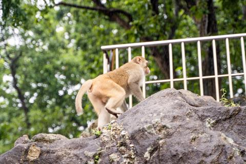 Monkey siting in the rain