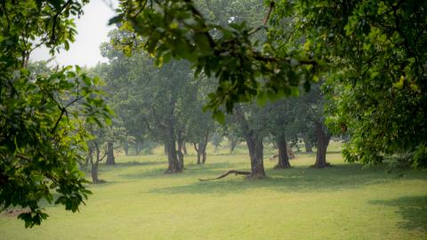 Morning view of Betla National Park