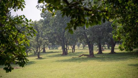 Morning view of Betla National Park